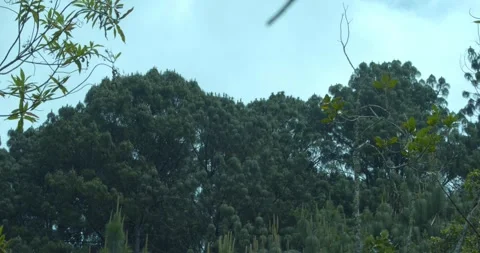 Pine tree line 스톡 동영상 242118640