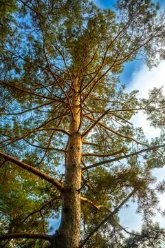 Pine tree lit by the evening sun on the blue sky background Stock Photos