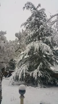 Pine tree loaded with snow Stock Photos