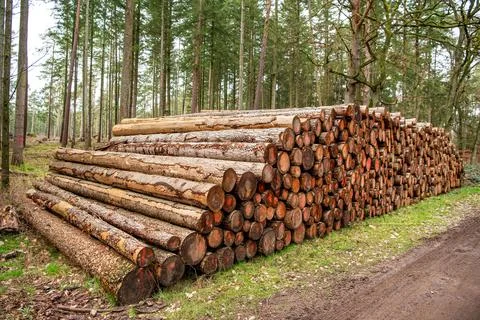Pine tree log. Softwood lumber. Deforestation and logging. Stack of cut wood Foto stock