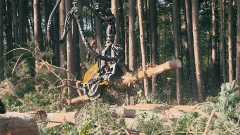 Pine tree logging on an industrial scale. Felling trees using a Feller Buncher. Vídeo Stock 138939204