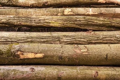 Pine tree logs Stock Photos
