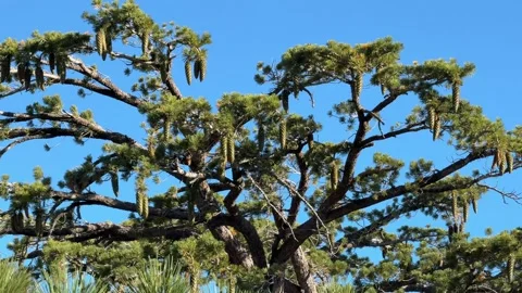 Pine Tree with Long Hanging Cones Against Blue Sky Stock Footage 343009345