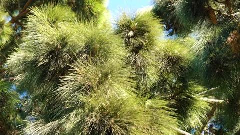 Pine tree with long needles. Branch of pine tree close up in windy day Video stock 148954850