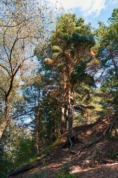 Pine tree with long roots on a hill on a summer sunny day Stock Photos