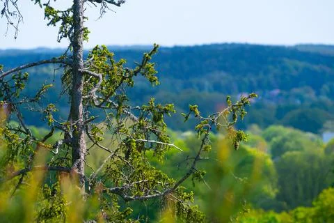 Pine tree looking out over a forest. Stock Photos