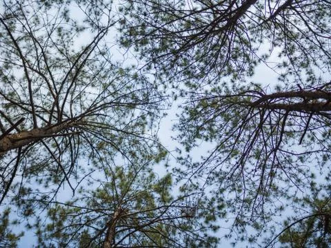 Pine tree lookup in the sky Stock Photos