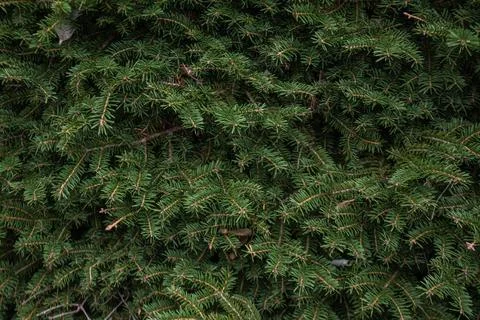 Pine tree with lush, green branches in a captivating close-up, a symbol of .. Stock Photos