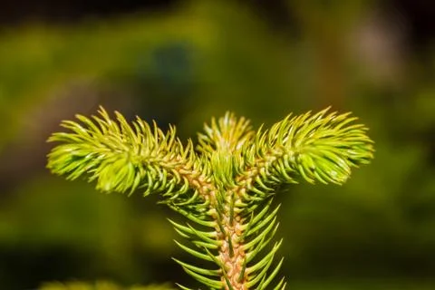 Pine tree macro closeup 写真素材