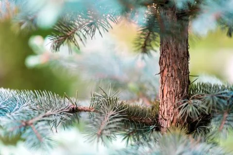 Pine tree, macro photo Stock Photos