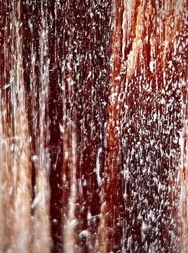 Pine tree. macro photography Stock Photos