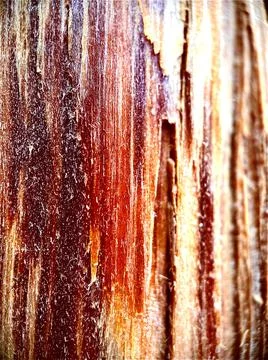 Pine tree. macro photography Stock Photos