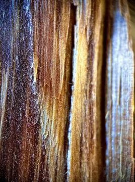 Pine tree. macro photography Stock Photos