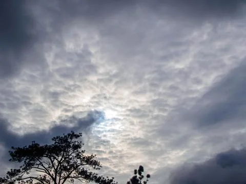Pine tree with many cloud and sky background Stock Photos