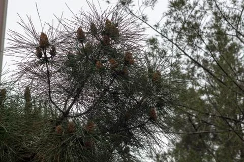 A Pine Tree with Many Pine Cones Stock Photos
