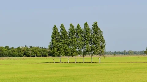 Pine tree in meadow. Stock Footage 72043985