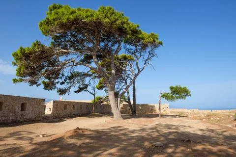 Pine tree in a medieval fortress Stock Photos