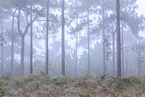 Pine tree with mist on morning. Stock Photos