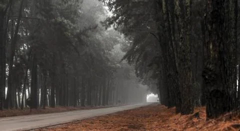 Pine tree mist road beautiful scene Foto stock