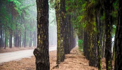 Pine tree mist road beautiful scene Stock Photos