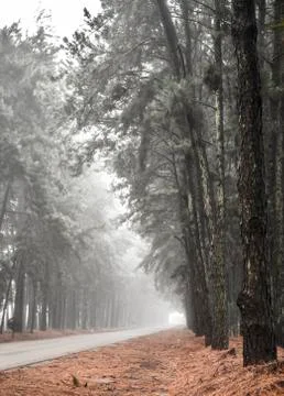 Pine tree mist road beautiful scene Foto stock