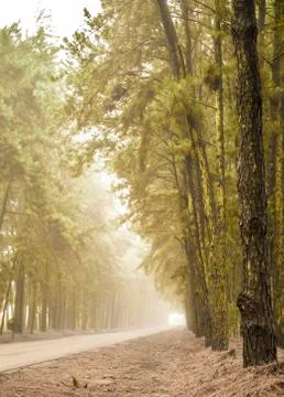 Pine tree mist road beautiful scene Stock Photos
