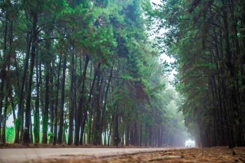 Pine tree mist road beautiful scene Stock Photos