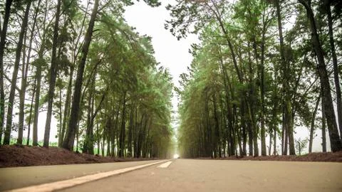 Pine tree mist road beautiful scene Stock Photos