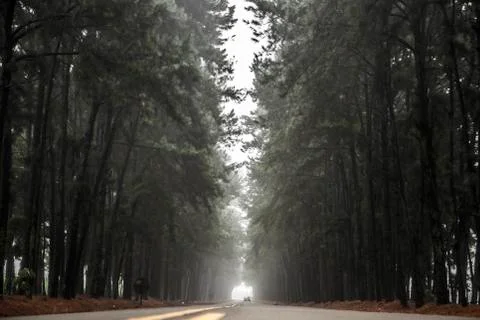 Pine tree mist road beautiful scene Stock Photos