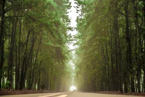 Pine tree mist road beautiful scene Stock Photos