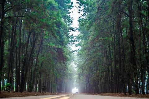 Pine tree mist road beautiful scene Stock Photos