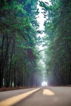 Pine tree mist road beautiful scene Stock Photos