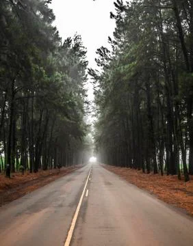 Pine tree mist road beautiful scene Stock Photos