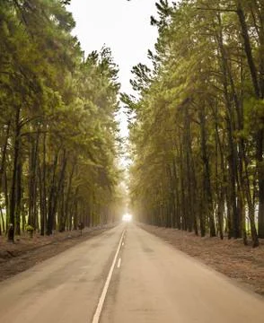 Pine tree mist road beautiful scene Stock Photos