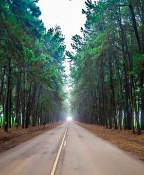 Pine tree mist road beautiful scene Stock Photos