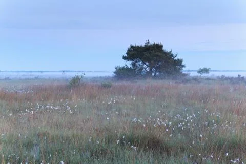 Pine tree on misty marsh Stock Photos