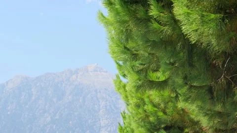 Pine Tree in the Montains, beautiful view Stock Footage 166698204