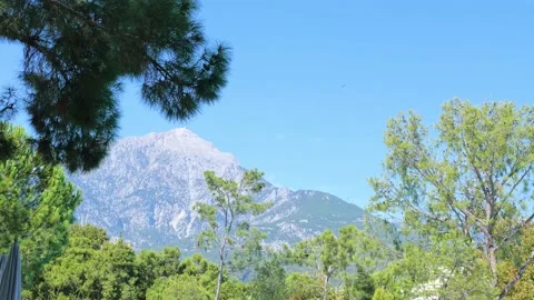 Pine Tree in the Montains, beautiful view Stock Footage 166698769