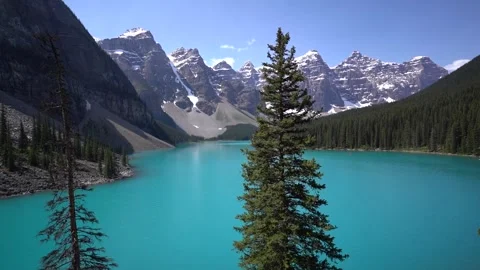 Pine tree by Moraine Lake Vídeo Stock 244947145