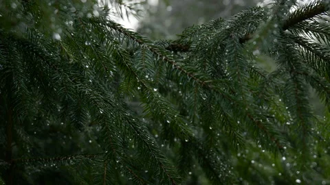Pine tree with morning dew on the twig Stock Footage 158392566