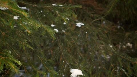 Pine tree motion 스톡 동영상 86116186