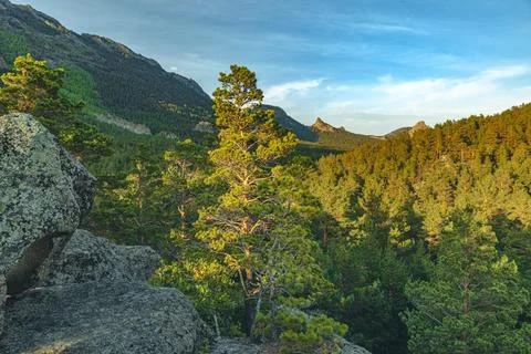 Pine tree on the mountain on forest background. Mountain landscape with pine Stock Photos