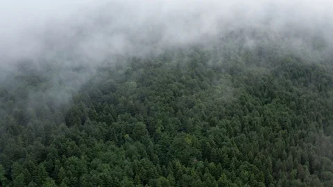 Pine tree mountain forest dissapering in fog and rain clouds Stock Footage 120705515