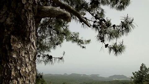 The pine tree on the mountain peak Tahtali in Turkey Stock Footage 74943462