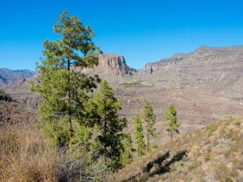 Pine Tree in the mountain Stock Photos