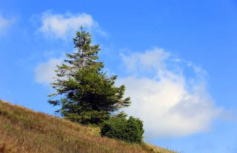 Pine tree on mountain slope Stock Photos