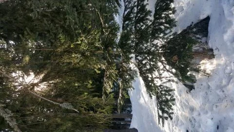 Pine tree in mountain on snow background Stock-Fotos