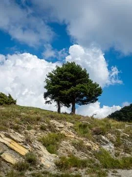 Pine tree in the mountains in the Alps Stock Photos