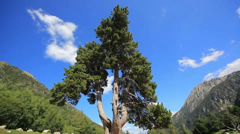 Pine tree in mountains. Stock Footage 31678210