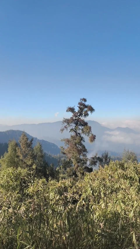 Pine tree in the mountains Stock Footage 340004706